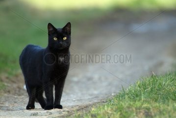 Black cat in full observation in the middle of a path