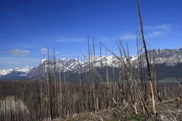 Forest burned and summit Glacier National Park Montana USA