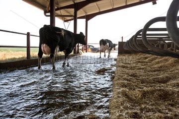 Holstein -Kuh taucht während der Reinigung des Hangars auf