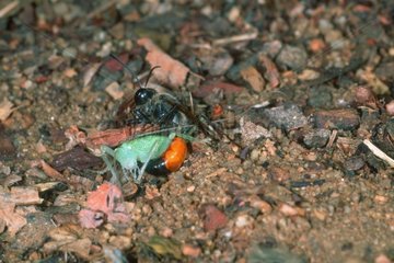 Hymenoptere spining a Locust on the ground