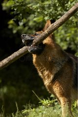 Deutscher Schäferhund spielt mit einem Zweig