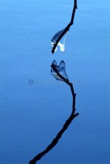 Branch coated with ice upon the lake of Bouchet Haute-Loire