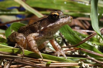 Bronze Frog on aquatic vegetation East Texas USA