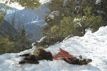 Chamois getötet und gegessen von Wölfen im Winter Mercantour NP