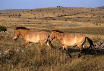Przewalski Pferde verursachen Méjan die Cevennes Frankreich