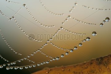 Toile d'araignée après une pluie Provence Août