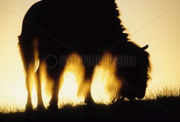 Bison en train de paître au lever du jour à Yellowstone USA