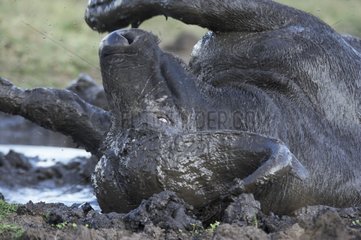 Cape Buffalo in mud Masaï Mara Kenya