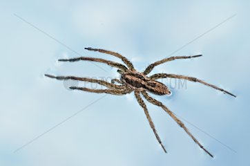 Wolf spider walking on the water of a swimming pool France