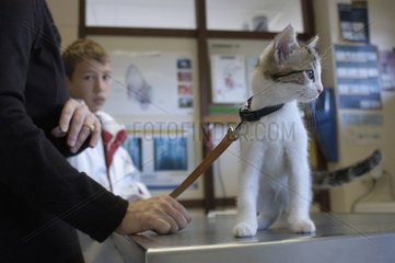 2 month old kitten on the lookup table of the veterinary surgeon