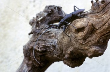 Long-horned beetle on a trunk France