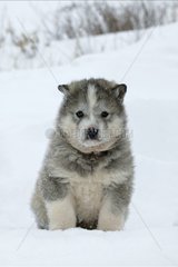Porträt eines kanadischen Husky -Welpen im Schnee