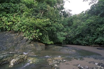 Forêt du Choco Colombie