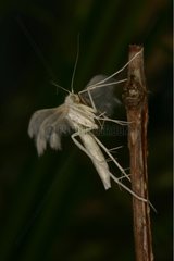 White Plume Moth Sieuras Ariège France