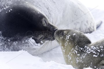 Weddell seal female wheedling its young Adelie Land