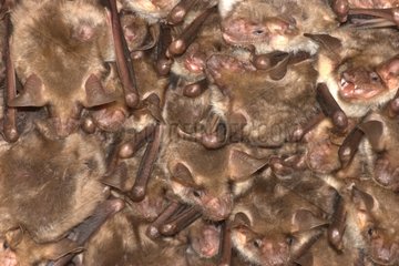 Kolonie von Fledermäusen mit Maus-Ear-Fledermäusen Frankreich