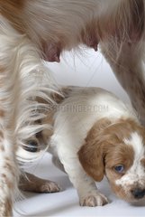 Brittany Spaniel puppiy one month and a half