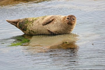 Harbor seal on a rock Noss island Shetland