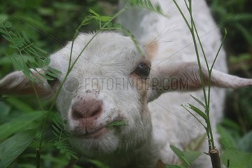 Goat grazing in a shrub Indonesia