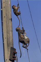 Long-tailed macaques climbing to cables Thailand