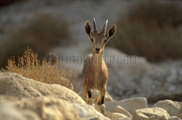 Ibex von Nubie in der WÃ¼ste JudÃ¤as in Israel