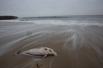 Dauphin Corpse Agraling am Strand von Morbihan Frankreich