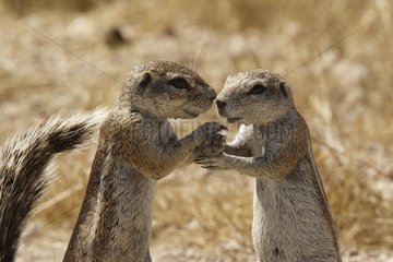 South African Ground Squirrels gretting Etosha Namibie