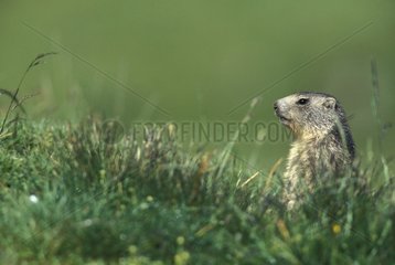 Young Alpine Marmot sitting in the grass Vanoise France