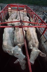 Transport de bovins en bétaillère sur les marchés