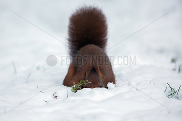 Red squirrel (Sciurus vulgaris) digging in the snow to find food in winter  in winter  Ardennes  Belgium