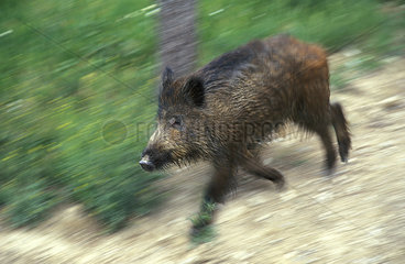 Wild Boar (Sus scrofa) running. Huesca  Spain