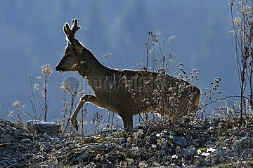 Roebuck (Capreolus capreolus)  male coming from the forest  Doubs (25)  France