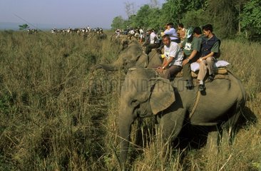 Beat with elephants to capture the rhinoceroses Nepal