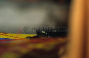 Blick einer schwarzen Katzenkambodscha
