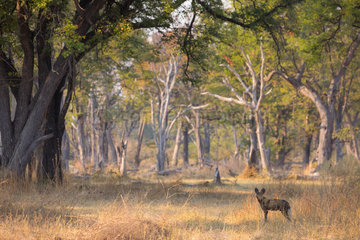 African Wild Dog (Lycaon pictus) in forest  Okavango Delta  Botswana