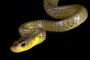 Amazonian whip snake (Chironius exoletus)