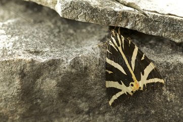 Jersey Tiger Motte auf Felsenlimousin Frankreich