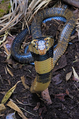Forest cobra (Naja melanoleuca) on alert  Africa