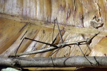 Locust-stick insect on a branch French Guiana
