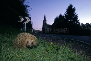 Western European Hedgehog at the entrance to a village