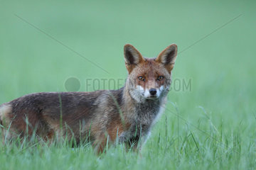 Red fox (Vulpes vulpes) in grass at evening  Brittany  France