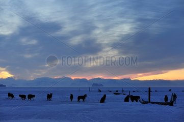 Dog Hitches Village Ittoqqortoormiit Greenland