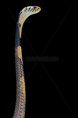 Portrait of Forest cobra (Naja melanoleuca) on black background  Africa