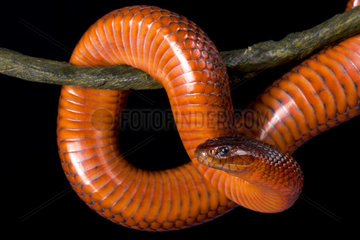 Collett's snake (Pseudechis colletti) on black background
