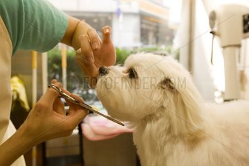 Coupe des poils d'un chien dans un salon de beauté Tokyo