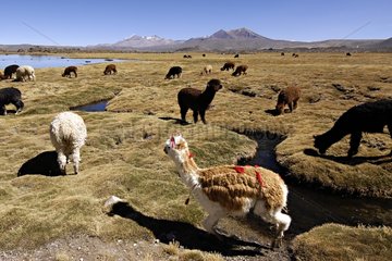 Herde eines Landwirtschaft Alpagas Lauca National Park Anden