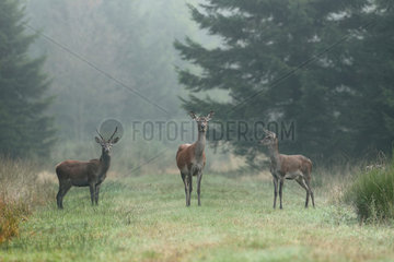Red deer (Cervus elaphus) Young male and hind in the rain at the forest edge in autumn  Ardennes  Belgium