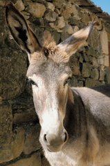 Porträt eines Bât Esel in Aujac France