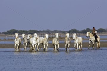 Camargue horses and gardian in a swamp of Camargue