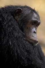 Portrait de Chimpanzé commun Gombe Tanzanie
